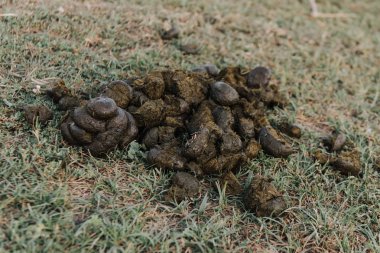 close up of horse faeces on grass  clipart