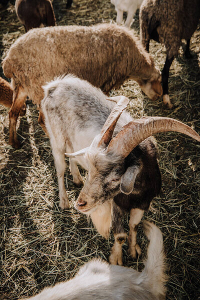 высокий угол обзора выпаса коз и овец в загоне на ферме
