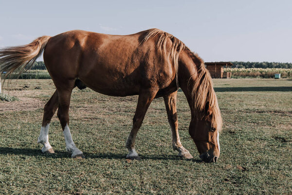 beautiful brown horse grazing on meadow in countryside