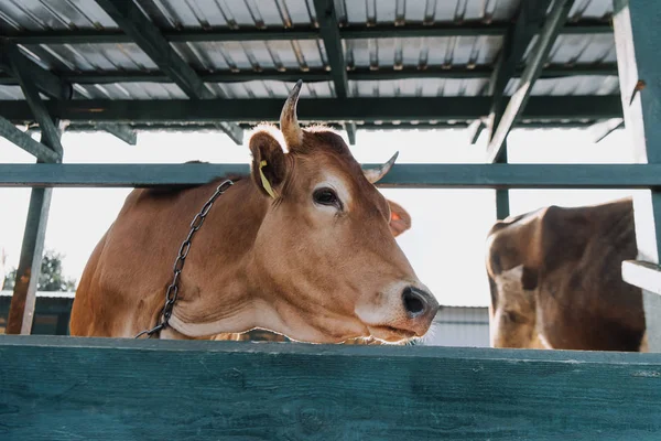 Καφετιά Αγελάδα Εγχώριας Στέκεται Στο Στάβλο Στο Αγρόκτημα — Φωτογραφία Αρχείου