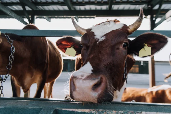 Detailní Záběr Hnědé Domácí Krávy Stojící Kabince Farmě — Stock fotografie zdarma
