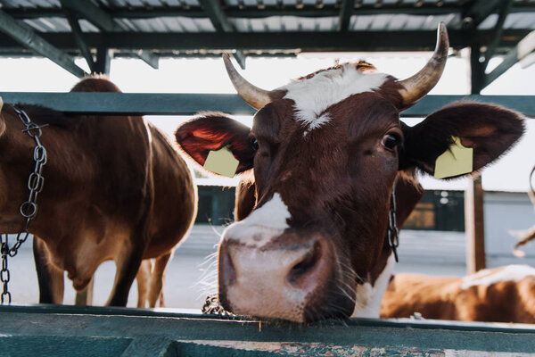 close up of brown domestic cows standing in stall at farm