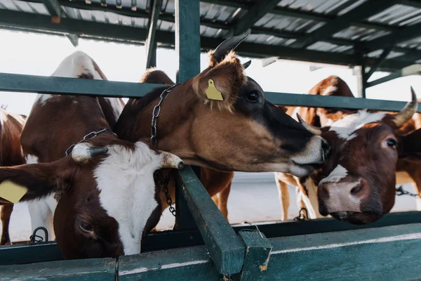 Καφέ Όμορφα Εγχώρια Αγελάδες Που Στέκεται Στο Στάβλο Στο Αγρόκτημα — Φωτογραφία Αρχείου