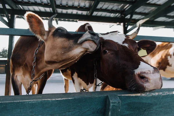 Vista Cerca Hermosas Vacas Domésticas Pie Establo Granja — Foto de Stock