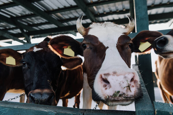  selective focus of beautiful domestic cows standing in stall at farm
