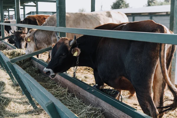 国内美丽的奶牛在农场的摊位吃 — 图库照片