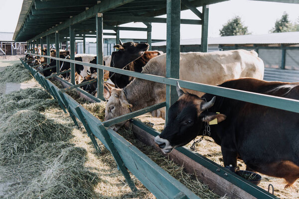 beautiful domestic cows eating hay in barn at farm 