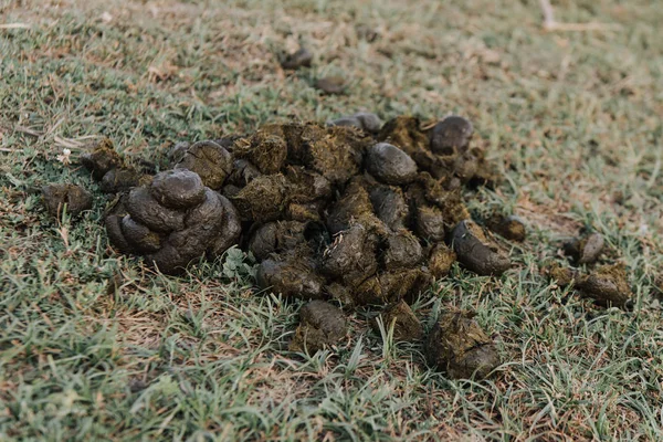 Close Van Paard Uitwerpselen Gras — Stockfoto