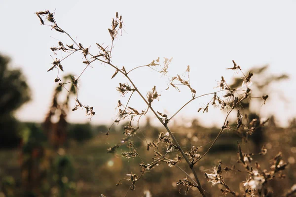Seçici Odak Bulanık Arka Planda Kırsal Bitkinin — Stok fotoğraf