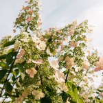 Undersidan av blommande hortensia blommor mot mulen himmel