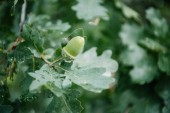 close-up shot of acorn growing on oak tree