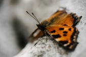 close-up shot of beautiful butterfly sitting on stone