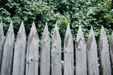 green leaves behind wooden sharpened fence clipart