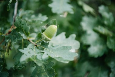 close-up shot of acorn growing on oak tree clipart