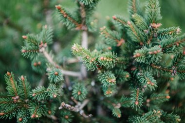 close-up shot of beautiful green spruce branches clipart