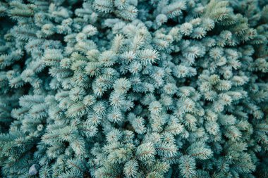 close-up shot of blue spruce branches for background clipart
