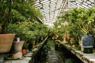 various plants growing in pots at glasshouse clipart