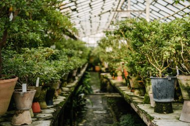 various plants growing in pots at orangery clipart