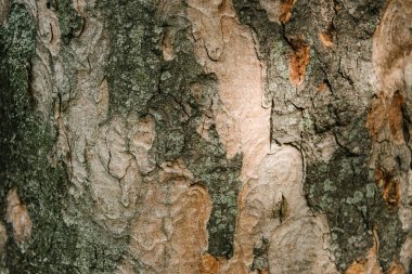 close-up shot of termite patterned tree bark under sunlight clipart