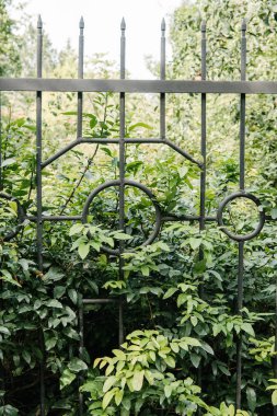 green branches behind fence in botanical garden clipart