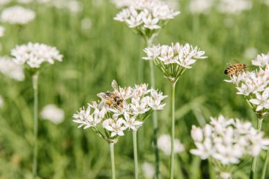close-up shot of bees sitting on white field flowers clipart