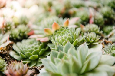 çiçek açması sempervivum bitkilerin yakın çekim shot