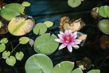 high angle view of water lily growing in pond