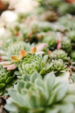 güzel sempervivum tomurcukları yakın çekim shot