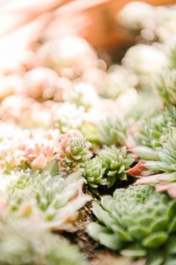 close-up shot of beautiful sempervivum plants clipart