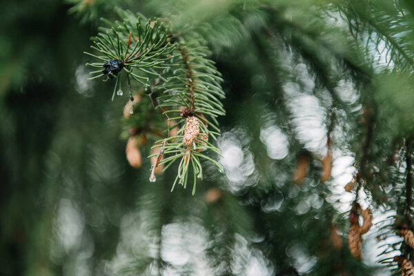 close-up shot of beautiful green spruce branches with growing cones