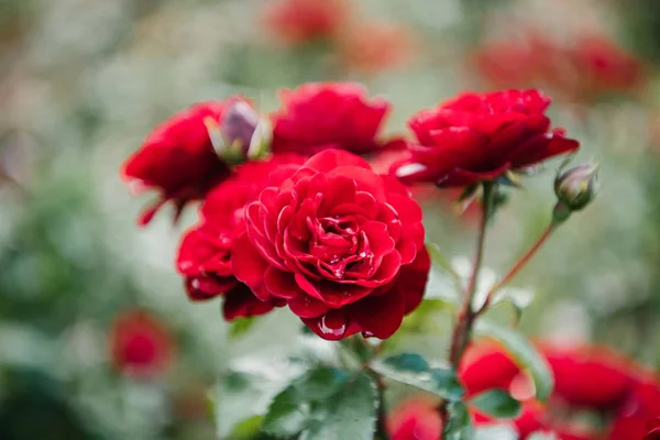 Close Shot Fresh Blossoming Red Roses — Stock Photo, Image
