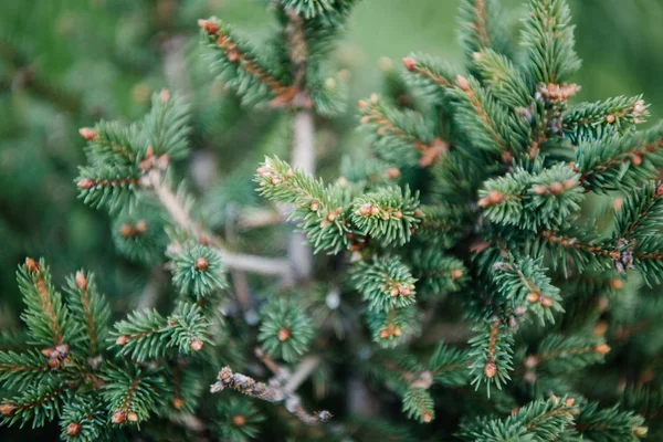 美しい緑のトウヒの枝のクローズ アップ ショット — ストック写真