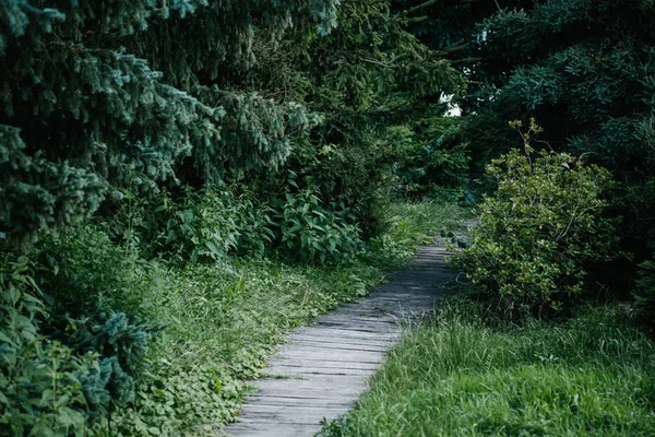 緑豊かな公園の木の板で作られた歩道 — ストック写真