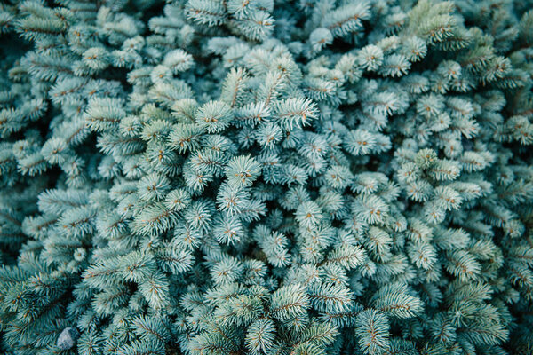 close-up shot of blue spruce branches for background