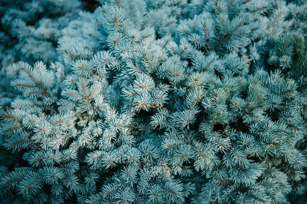 Blue Spruce Ágak Háttere Teljes Keret Shot — Stock Fotó