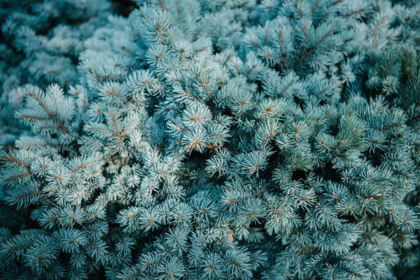 full frame shot of blue spruce branches for background