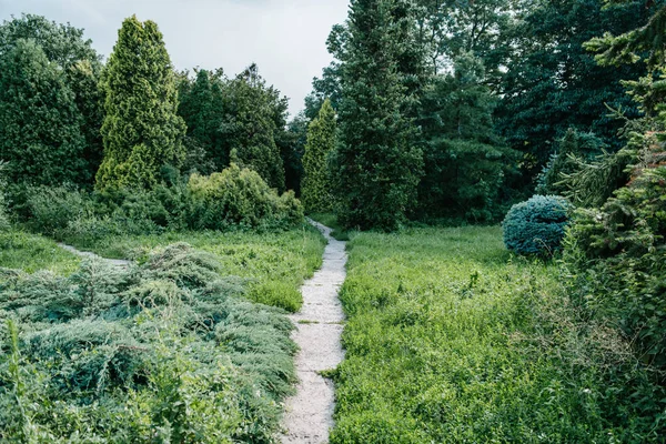 Kävelypolku Eri Vihreitä Kasveja Ympäri Puistoa — kuvapankkivalokuva