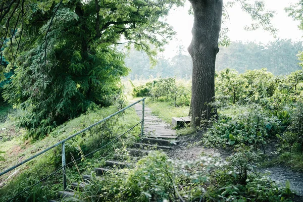 stairs and footpath in green park on sunny day