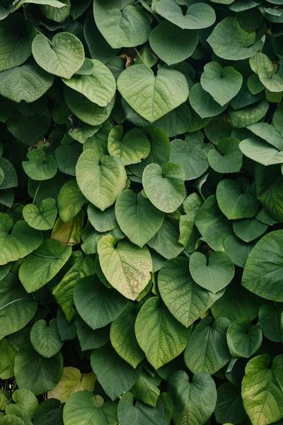Close Shot Zelené Vinné Listy Pokrývající Stěny — Stock fotografie