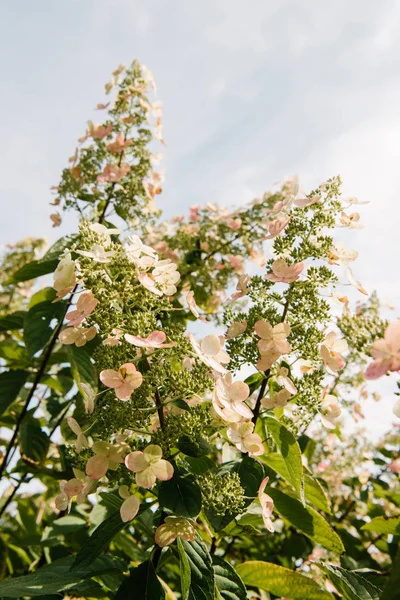 Bottom View Blossoming Hortensia Flowers Cloudy Sky — Free Stock Photo