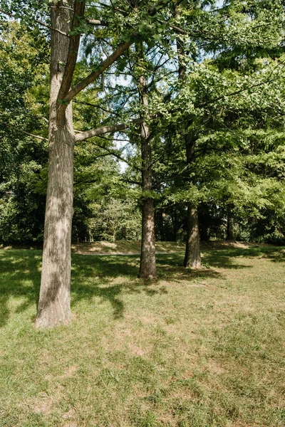 Linha Árvores Que Crescem Parque Dia Ensolarado — Fotografia de Stock