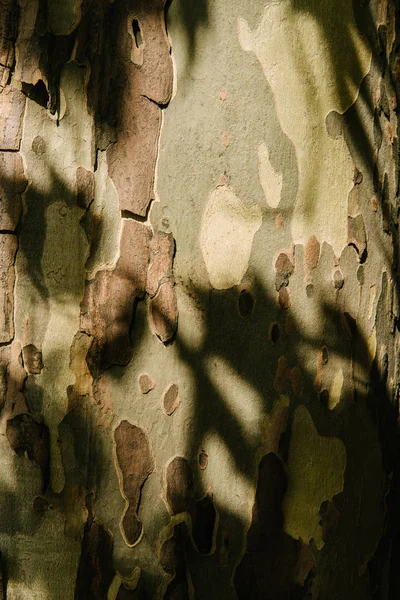 Close Shot Cracked Tree Bark Sun Rays — Free Stock Photo