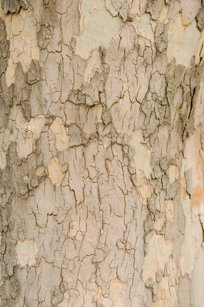 Close Shot Light Cracked Tree Bark — Free Stock Photo