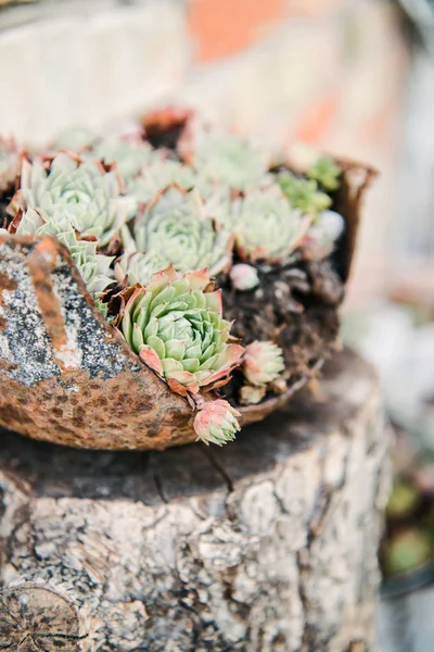 Primer Plano Hermosas Plantas Sempervivum Tazón Oxidado Como Olla — Foto de stock gratis