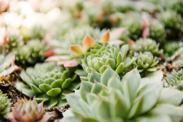 开花屋顶长生花植物特写镜头 — 图库照片