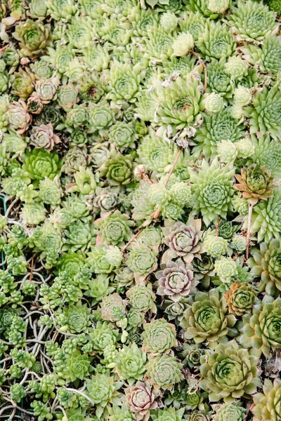 Vista Superior Hermosas Plantas Sempervivum Que Cubren Superficie — Foto de stock gratis