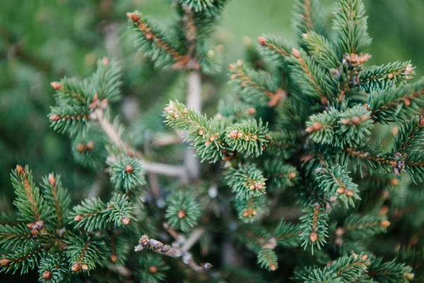 Close-up shot of beautiful green spruce branches — Stock Image Close Shot Beautiful Green Spruce Branches Stock Picture