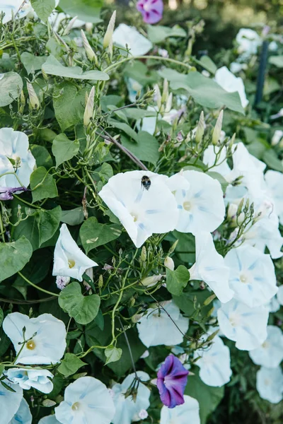 Közeli Lövés Méh Fehér Virágok Fölött Repül — Stock Fotó