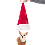 Teilansicht eines Mannes mit Weihnachtsmannmütze über einem kleinen Chihuahua-Hund im Pullover isoliert auf weißem Grund