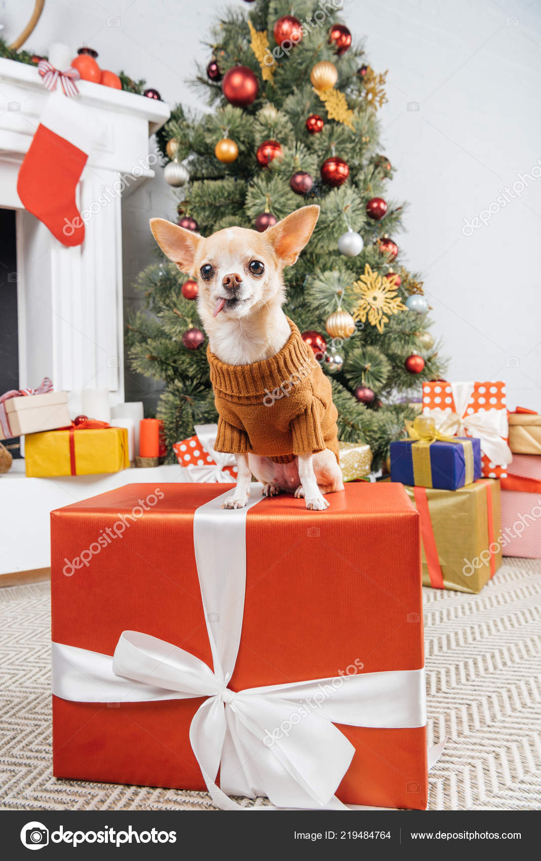 https://st4.depositphotos.com/15827116/21948/i/1600/depositphotos_219484764-stock-photo-close-view-little-chihuahua-dog.jpg